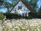 Ferienwohnung in Lancken - Wetterfrosch - Bild 1