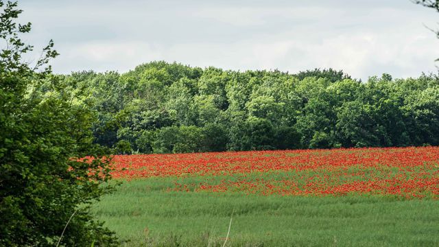 Ferienwohnung in Grödersby - FeWo Dünung - Bild 17