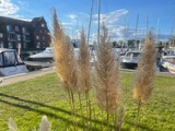 Ferienwohnung in Ueckermünde - Lagunenstadt am Haff Fewo 120 - Bug - Bild 16