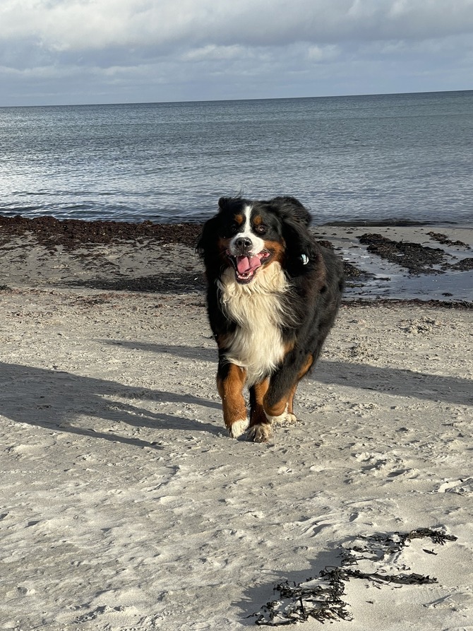 Ferienwohnung in Juliusruh - MeinStrandnest - Hunde fühlen sich auch bei uns wohl